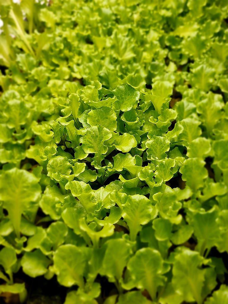Natura Farm Urla - Marul Çeşitleri